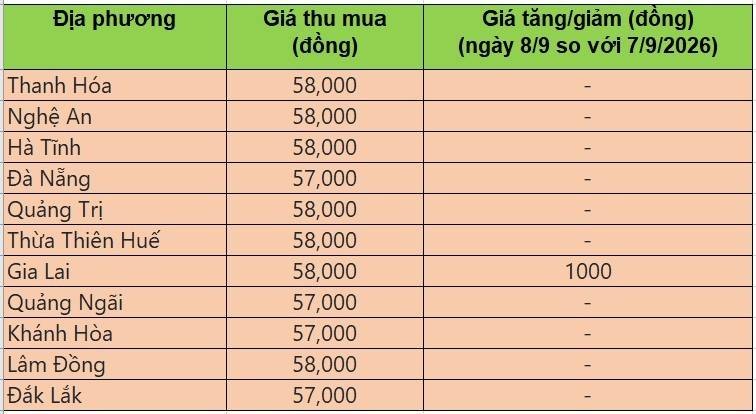 Bảng giá heo hơi tại miền Trung - Tây Nguyên hôm nay 8/9/2026