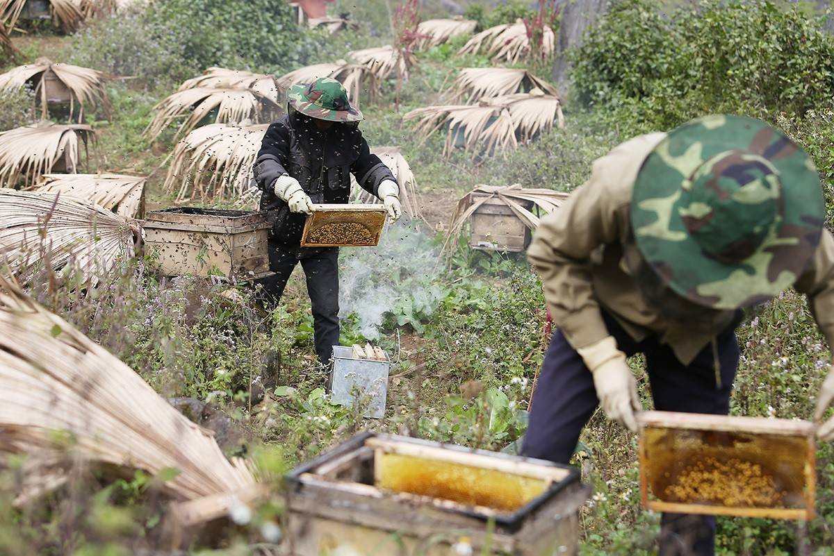Mật Ong Bạc Hà Mèo Vạc được khai thác từ nguồn hoa bạc hà dại mọc trên vùng núi đá cao của Hà Giang (cũ). Sản phẩm có màu vàng xanh đặc trưng, vị ngọt dịu và mùi thơm dễ chịu. Để làm ra Mật Ong Bạc Hà đòi hỏi người nuôi ong phải liên tục di chuyển ong trong năm đến các vùng có hoa nở, đồng thời sống kiểu du mục.