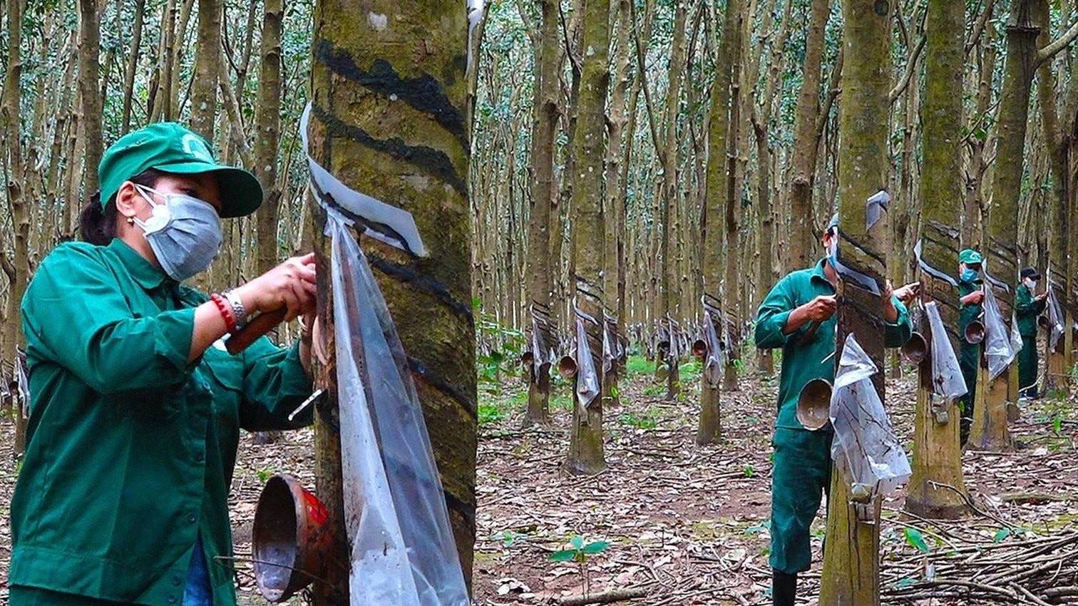 Giá cao su lập đỉnh nhiều năm vì cú siết kép từ dầu và nguồn cung