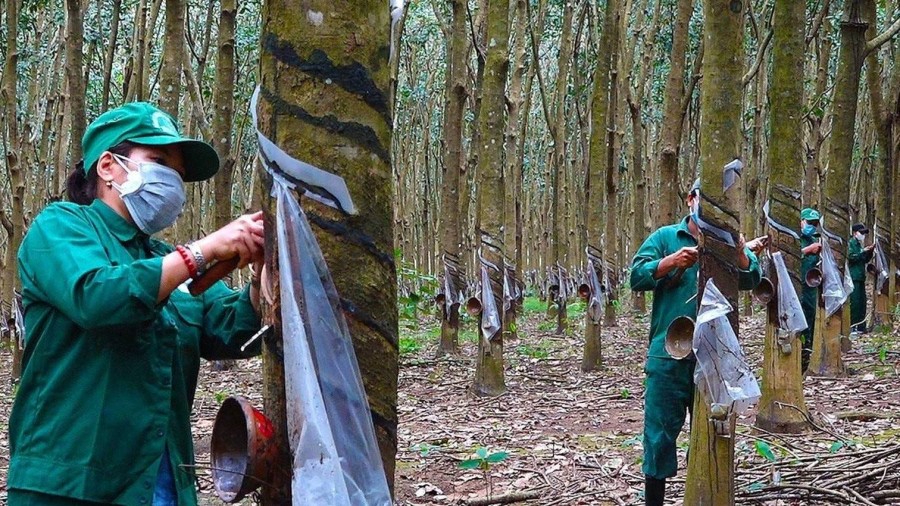 Giá cao su lập đỉnh nhiều năm vì cú siết kép từ dầu và nguồn cung