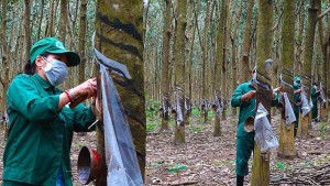 Giá cao su lập đỉnh nhiều năm vì cú siết kép từ dầu và nguồn cung