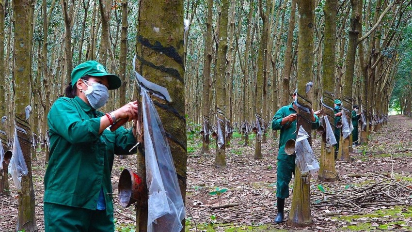Giá cao su tăng, doanh nghiệp Việt kỳ vọng cải thiện doanh thu nhờ mặt bằng giá xuất khẩu cao hơn.