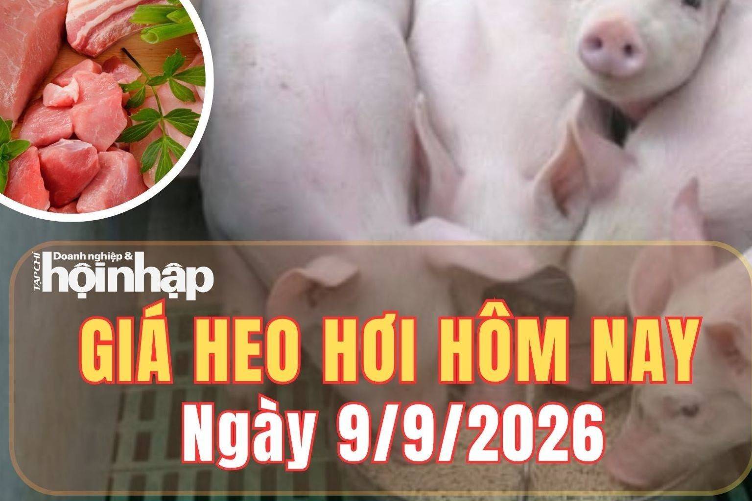 Giá heo hơi hôm nay 9/9/2026: Giá heo hơi đi ngang, miền Bắc neo mức cao nhất 60.000 đồng/kg