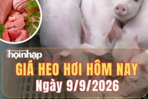 Giá heo hơi hôm nay 9/9/2026: Giá heo hơi đi ngang, miền Bắc neo mức cao nhất 60.000 đồng/kg