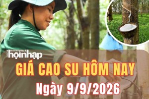 Giá cao su hôm nay 9/9/2026: Giá cao su trên sàn Tocom biến động ngược chiều