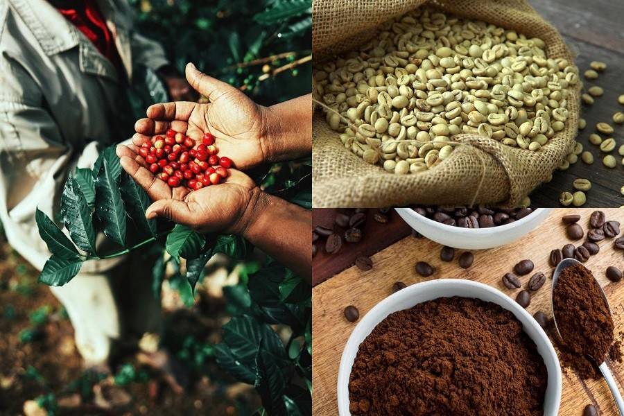 Cà phê Robusta Việt Nam: Từ lợi thế sản lượng đến nâng giá trị