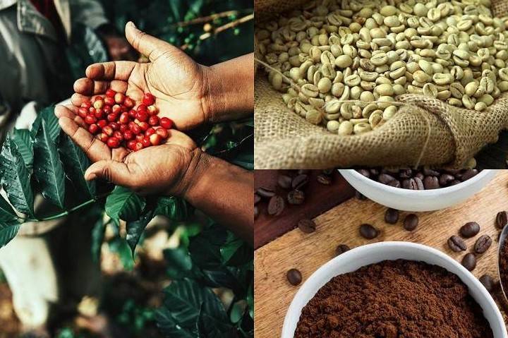 Cà phê Robusta Việt Nam: Từ lợi thế sản lượng đến nâng giá trị