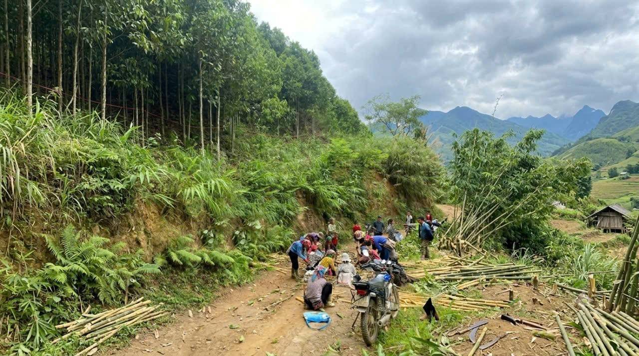 Nhân dân cùng chung tay thu hoạch sớm những cây quế để nhường lại cho những con đường mới