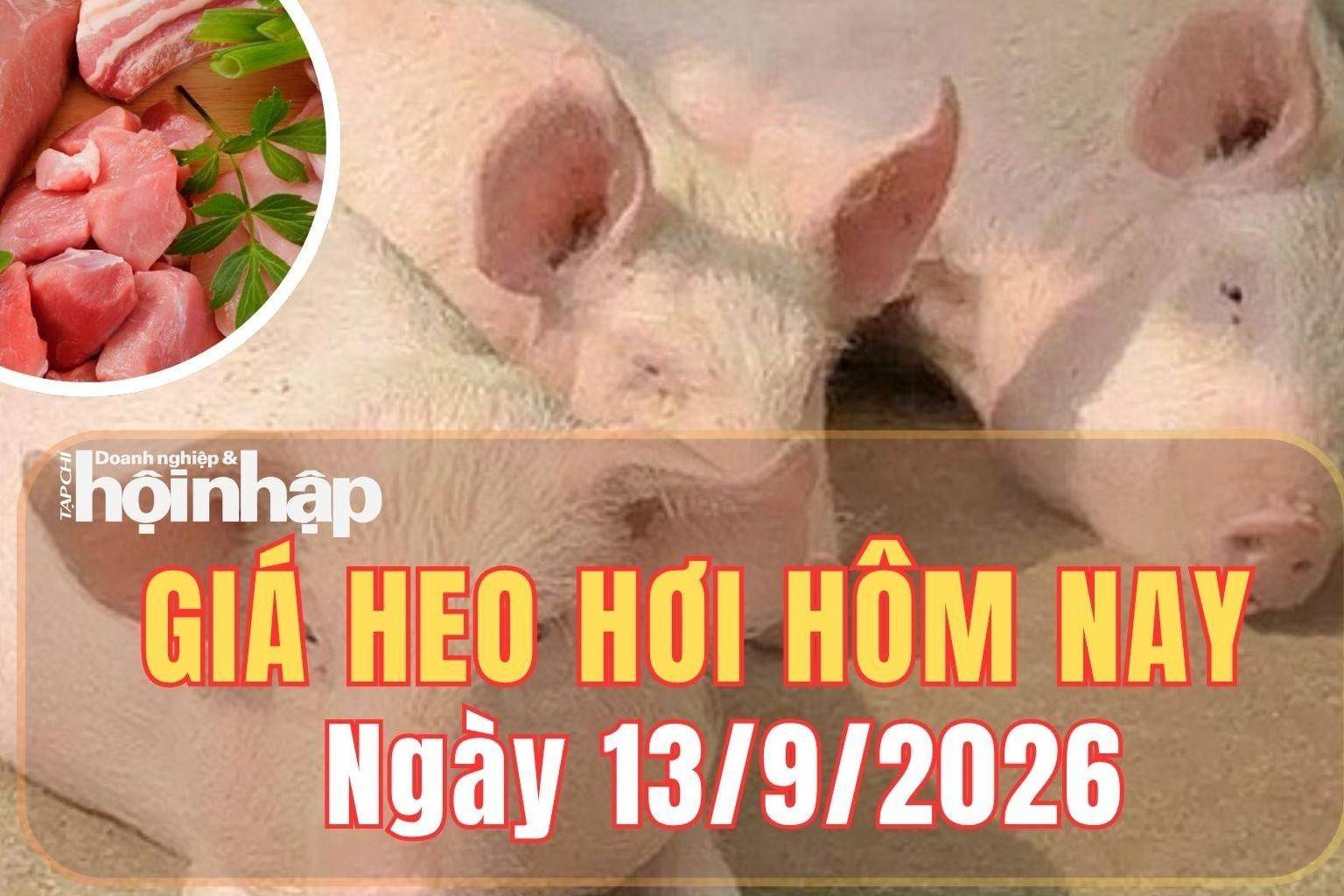 Giá heo hơi hôm nay 13/9 /2026: Giá heo hơi duy trì đà ổn định, dao động 57.000 - 60.000 đồng/kg