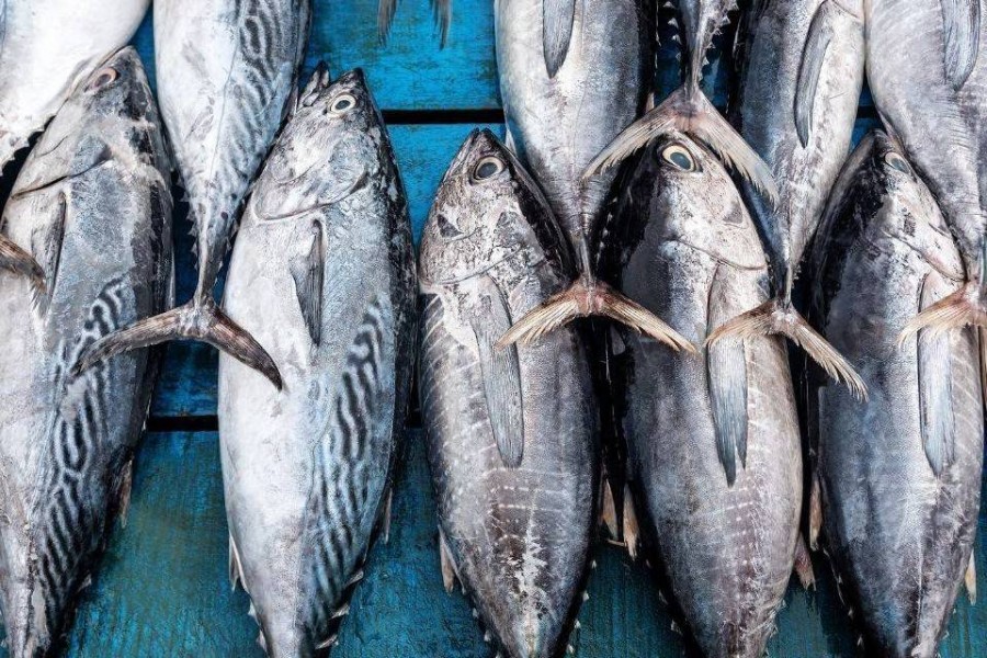 Cá ngừ Việt Nam tăng 72% tại Nga, dư địa lớn nhưng không dễ khai thác