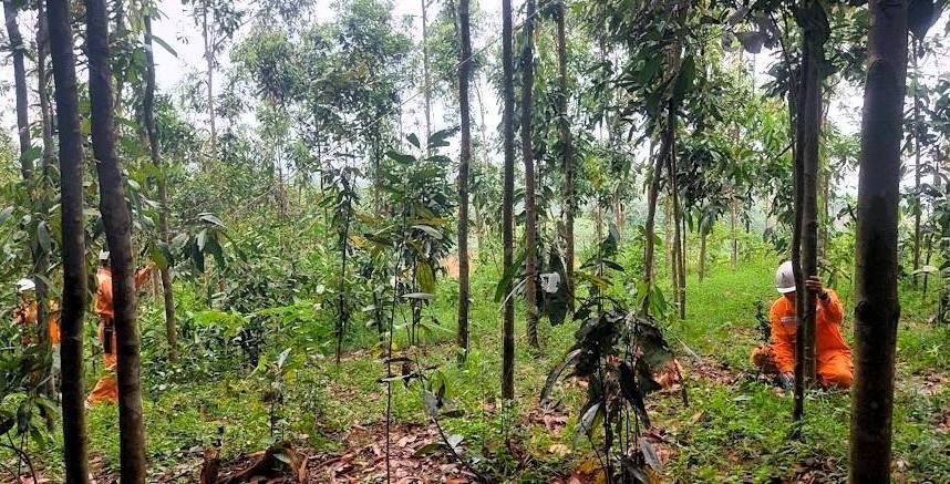 Giữ an toàn cho 471 km đường dây giữa vùng quế Văn Yên, Lào Cai mùa mưa bão