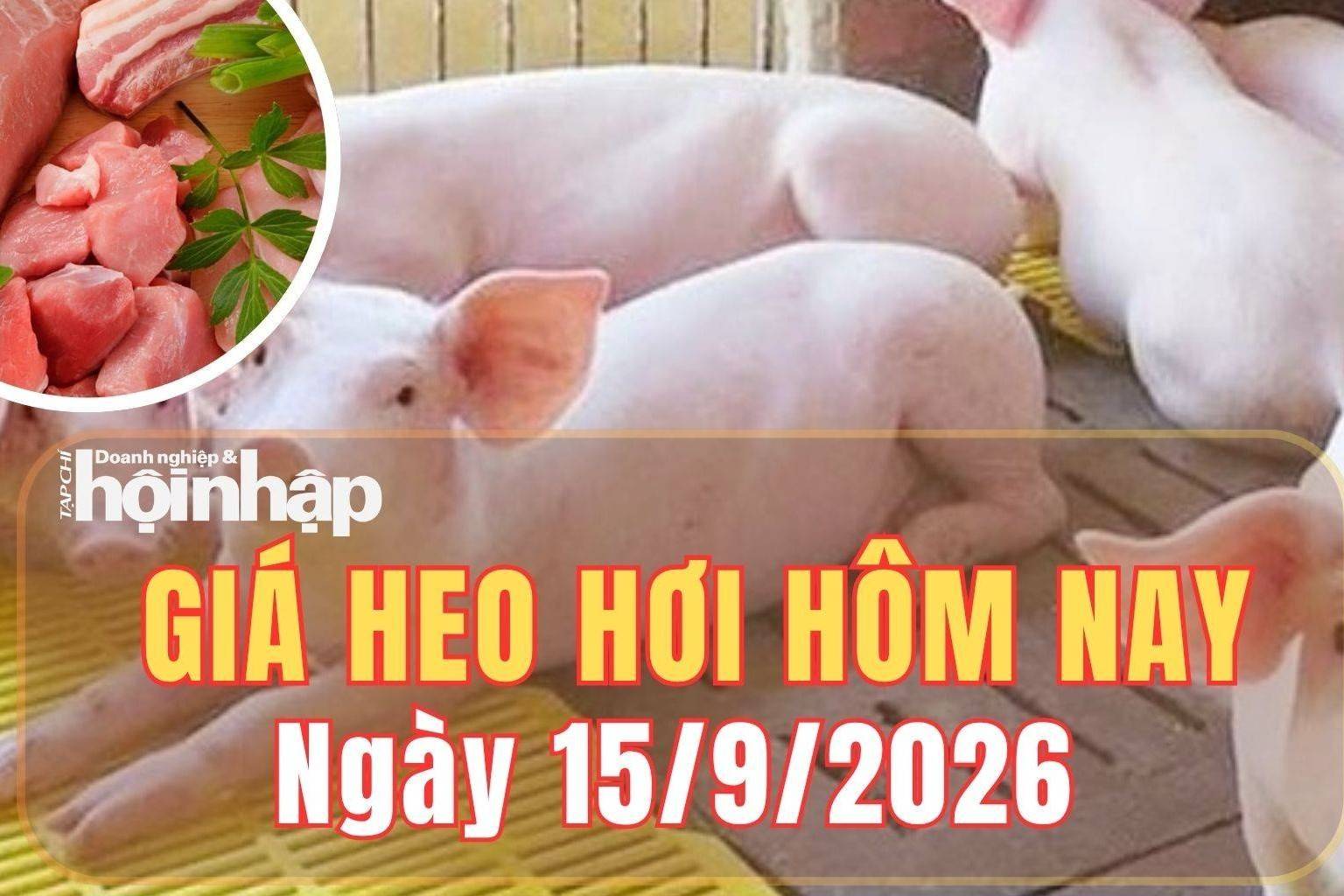 Giá heo hơi hôm nay 15/9 /2026: Giá heo hơi tăng nhẹ tại Hưng Yên và Lạng Sơn