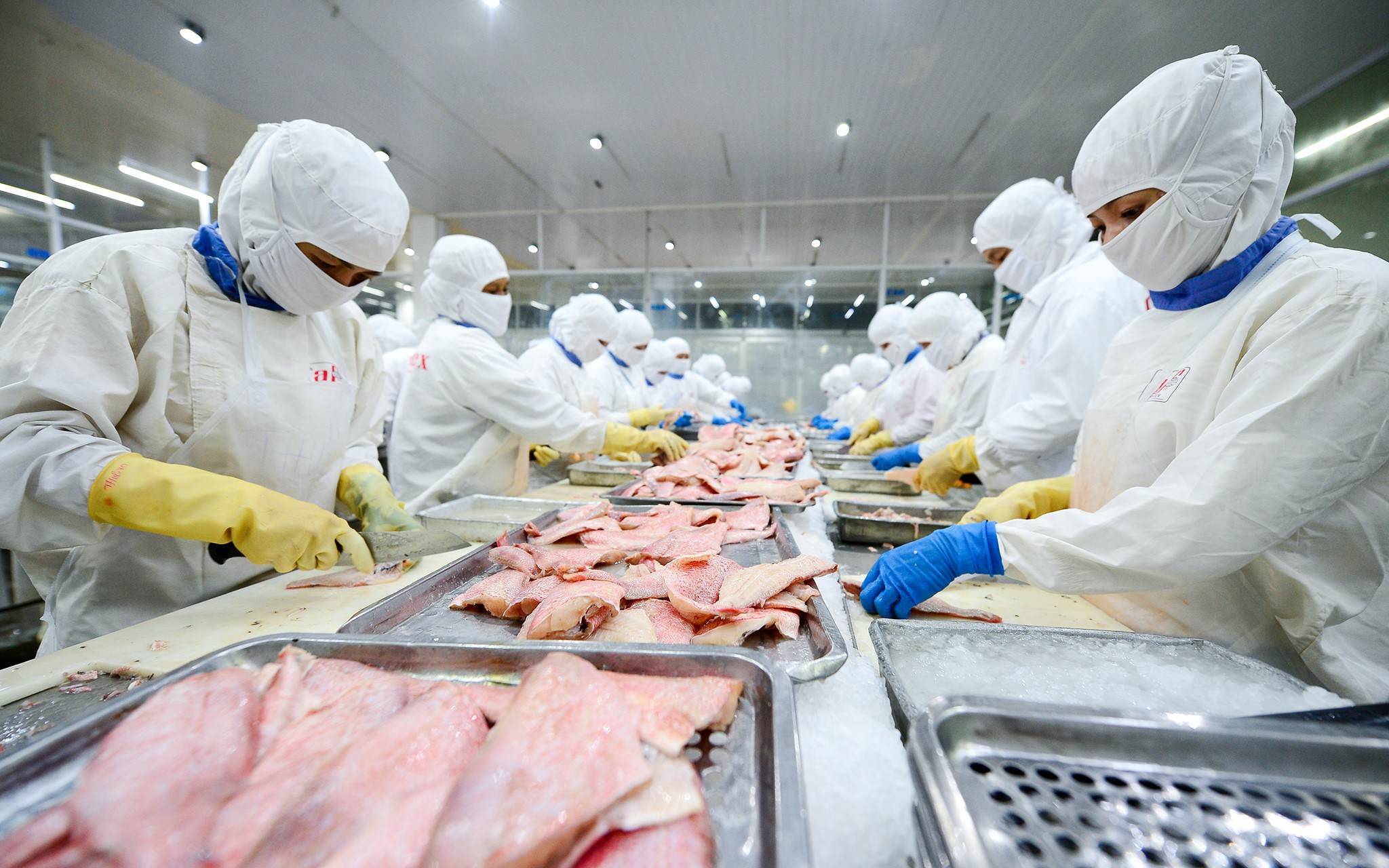 Cá tra Việt Nam chịu sức ép kép tại Mỹ: Thuế tăng, thị trường tiêu dùng chậm lại