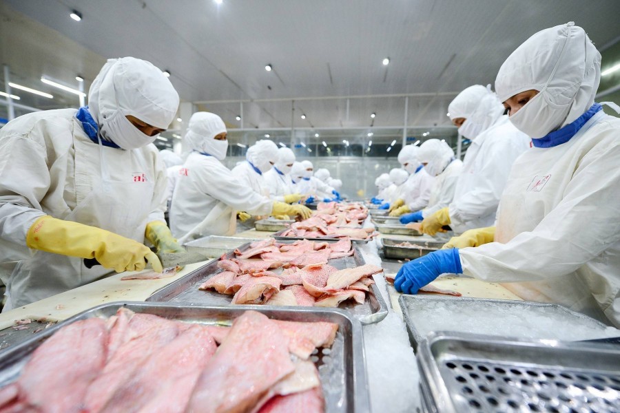 Cá tra Việt Nam chịu sức ép kép tại Mỹ: Thuế tăng, thị trường tiêu dùng chậm lại