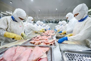 Cá tra Việt Nam chịu sức ép kép tại Mỹ: Thuế tăng, thị trường tiêu dùng chậm lại
