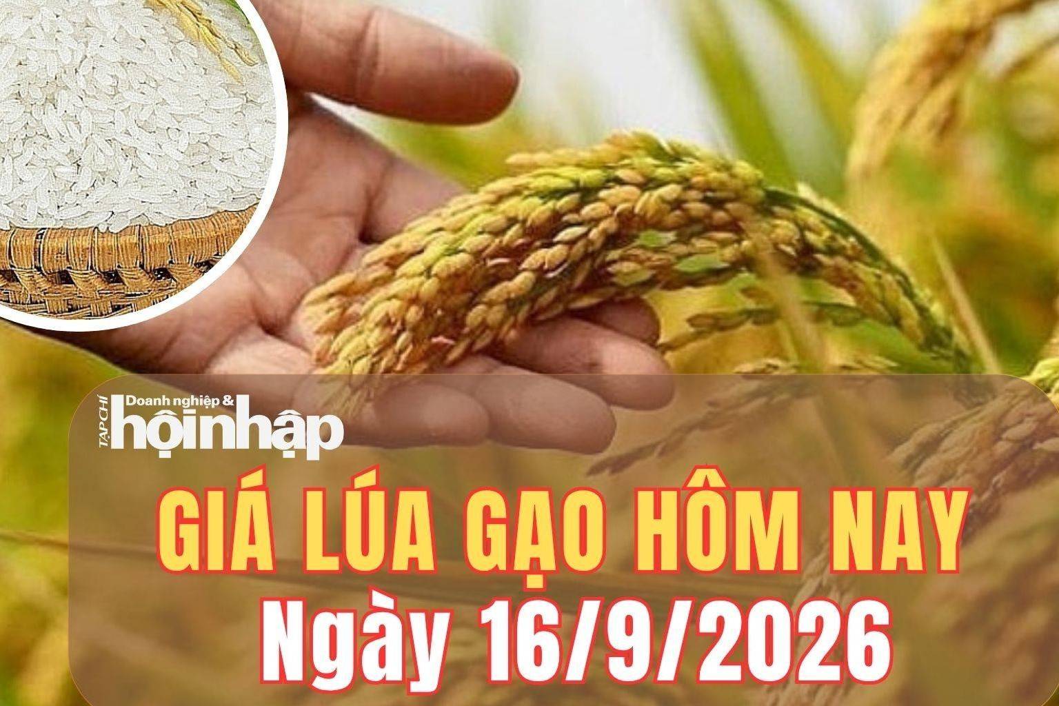 Giá lúa gạo hôm nay 16/9/2026: Giá gạo nguyên liệu tiếp tục tăng, thị trường xuất khẩu giữ giá