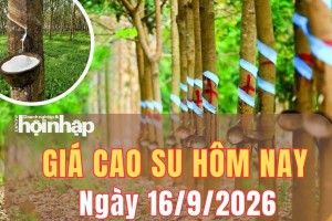 Giá cao su hôm nay 16/9/2026: Giá cao su RSS3 trái chiều, SHFE tiếp đà giảm