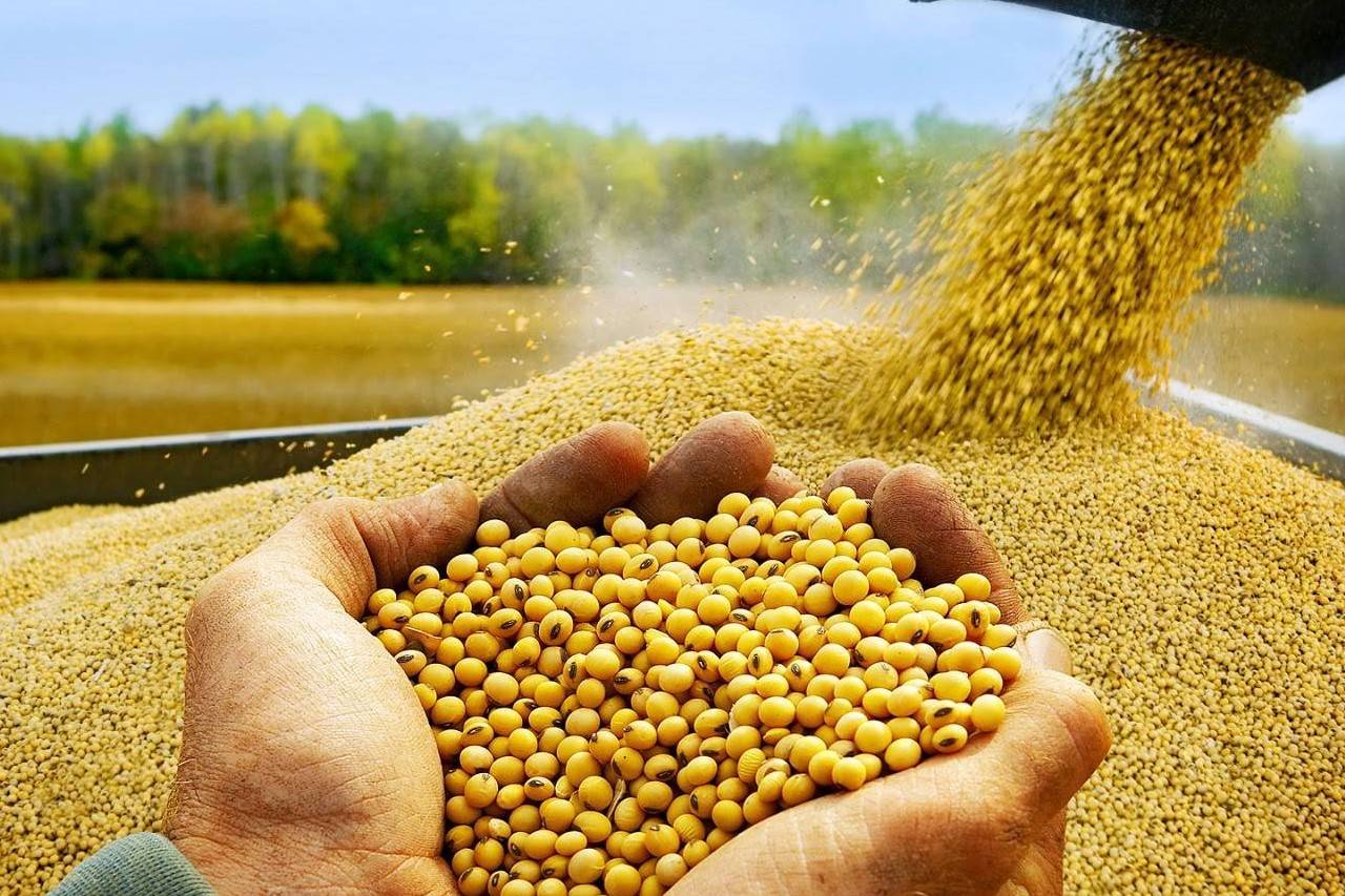 Giá đậu tương tăng vọt: Động lực từ nhu cầu Trung Quốc và rủi ro nguồn cung Nam Mỹ