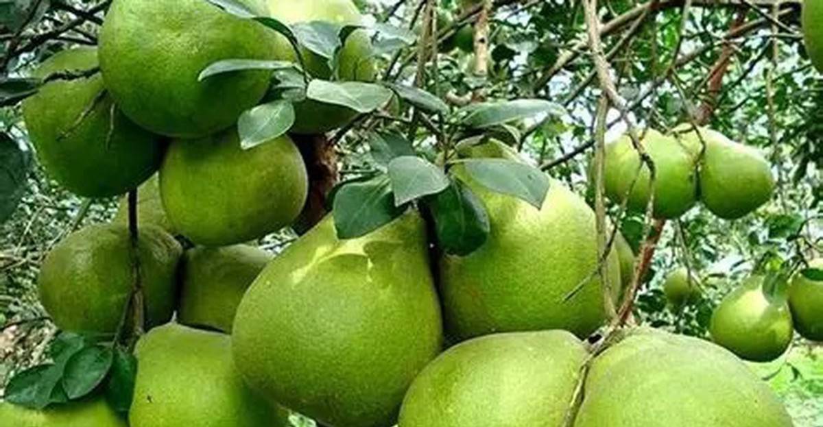 Bưởi Việt Nam vừa vào Úc đã phải dừng lại