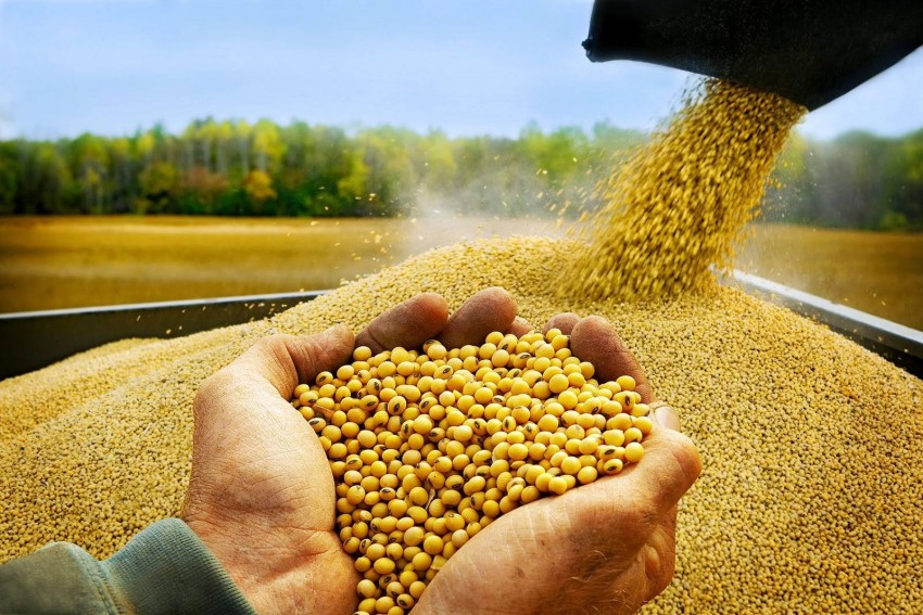 Gần 329,3 nghìn tấn đậu tương Mỹ đã rời cảng sang Trung Quốc trong tuần qua, tiếp thêm động lực tăng giá cho thị trường.