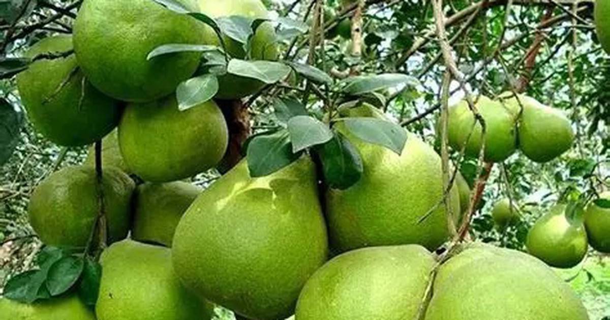 Theo thông báo của Úc, kể từ khi trái bưởi Việt Nam được xuất khẩu sang Úc (từ tháng 4-2026), có 70% lô hàng có triệu chứng liên quan đến sinh vật gây hại dù không thuộc nhóm đối tượng kiểm dịch mà phía Úc quan tâm, song điều này cũng gây quan ngại vấn đề an ninh sinh học (Ảnh minh họa). 