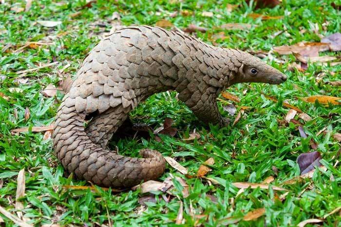 Thuyền trưởng người Việt lĩnh 8 năm tù vì vận chuyển gần 800 kg vảy tê tê
