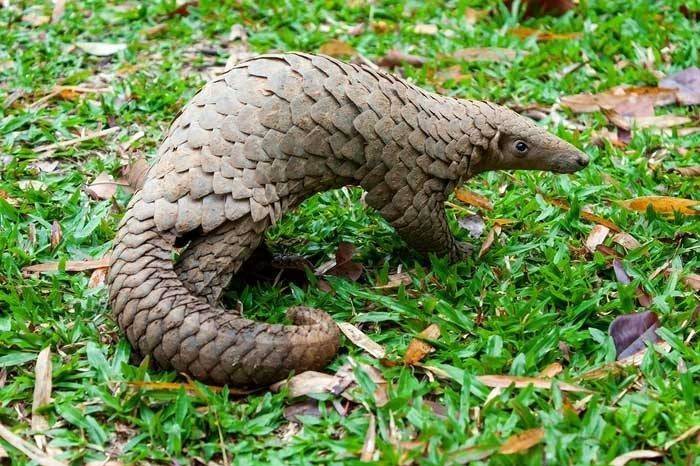 Thuyền trưởng người Việt lĩnh 8 năm tù vì vận chuyển gần 800 kg vảy tê tê
