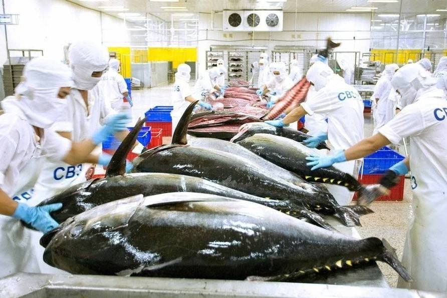 Cá ngừ Việt Nam tăng tốc vào thị trường Nga