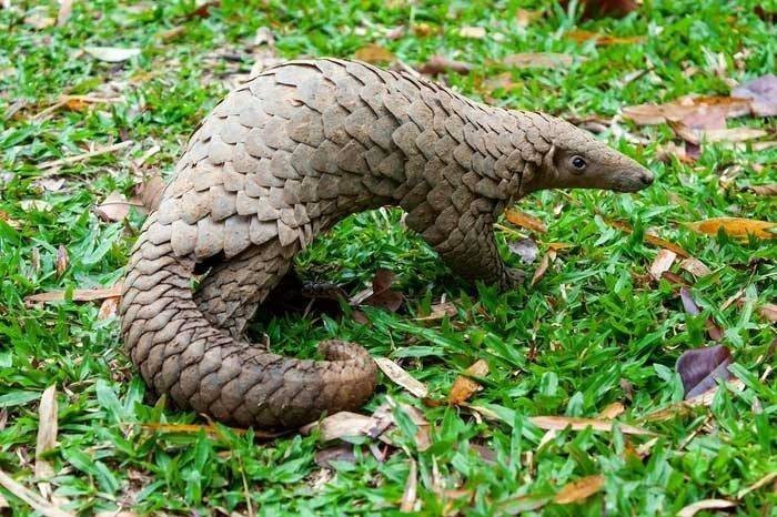 Thuyền trưởng người Việt lĩnh 8 năm tù vì vận chuyển gần 800 kg vảy tê tê