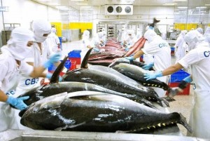 Cá ngừ Việt Nam tăng tốc vào thị trường Nga