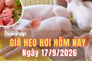 Giá heo hơi hôm nay 17/9 /2026: Giá heo hơi đồng loạt đi ngang tại cả ba miền