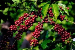 Giá cà phê lao dốc trước sức ép thặng dư nguồn cung