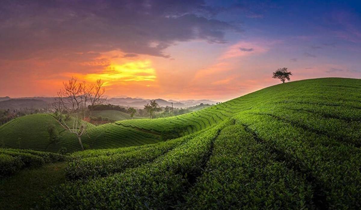 Đường sắt mở tuyến tàu du lịch Hà Nội Thái Nguyên kết nối di sản trà xứ Thái