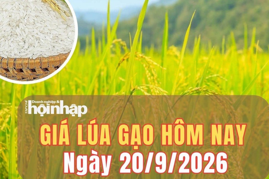 Giá lúa gạo hôm nay 20/9/2026: Giá gạo trong nước và xuất khẩu ổn định