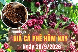 Giá cà phê hôm nay 20/9/2026: Giá cà phê thế giới đồng loạt tăng nhẹ