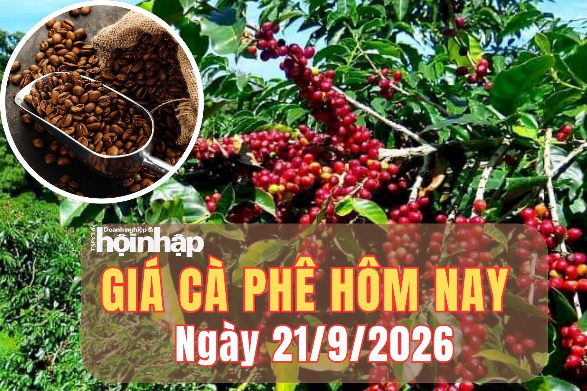 Giá cà phê hôm nay 21/9/2026: Tuần qua, giá cà phê Tây Nguyên giảm, robusta và arabica đồng loạt tăng