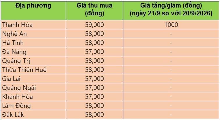 giá heo hơi