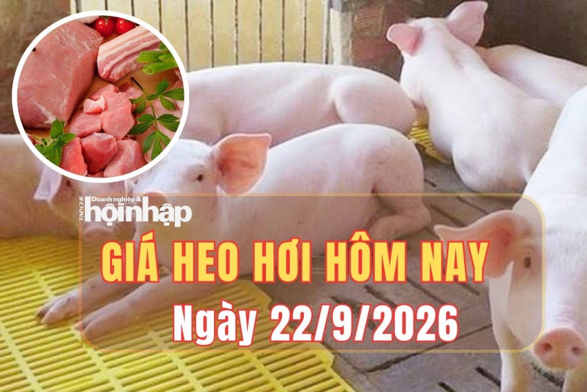 Giá heo hơi hôm nay 22/9 /2026: Giá heo hơi tăng nhẹ tại Bắc Ninh
