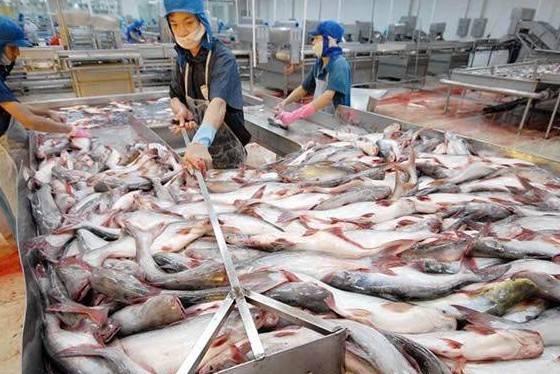 Xuất khẩu cá tra 8 tháng đầu năm 2026: Tín hiệu từ châu Á và bài toán cân bằng thị trường