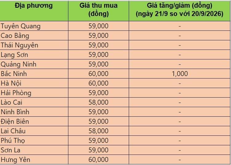 Bảng giá heo hơi tại miền Bắc hôm nay 22/9/2026