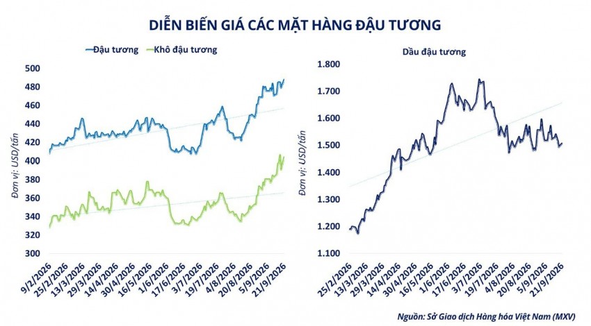 Thương mại Mỹ - Trung phát tín hiệu tích cực, giá đậu tương thế giới đồng loạt bứt phá