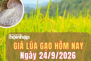 Giá lúa gạo hôm nay 24/9/2026: Giá gạo nguyên liệu đảo chiều tăng nhẹ, xuất khẩu giữ giá
