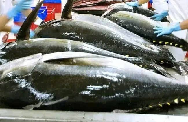 Mỹ tiếp tục là thị trường xuất khẩu cá ngừ lớn nhất của Việt Nam, đạt 248 triệu USD trong 8 tháng đầu năm 2026