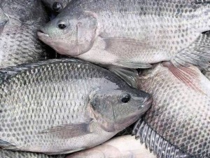 Xuất khẩu cá rô phi: Brazil tăng 22.142%, Mỹ giảm 48%