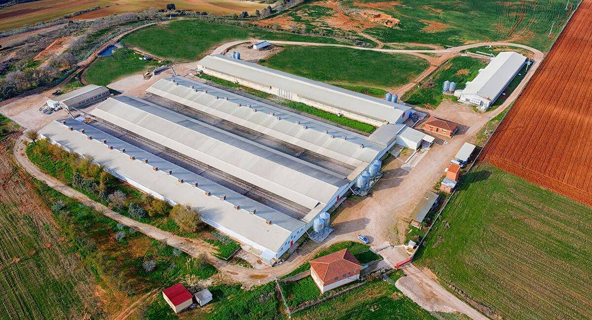 Global Eggs phát triển chuỗi sản xuất và phân phối trứng theo mô hình quy mô lớn.”