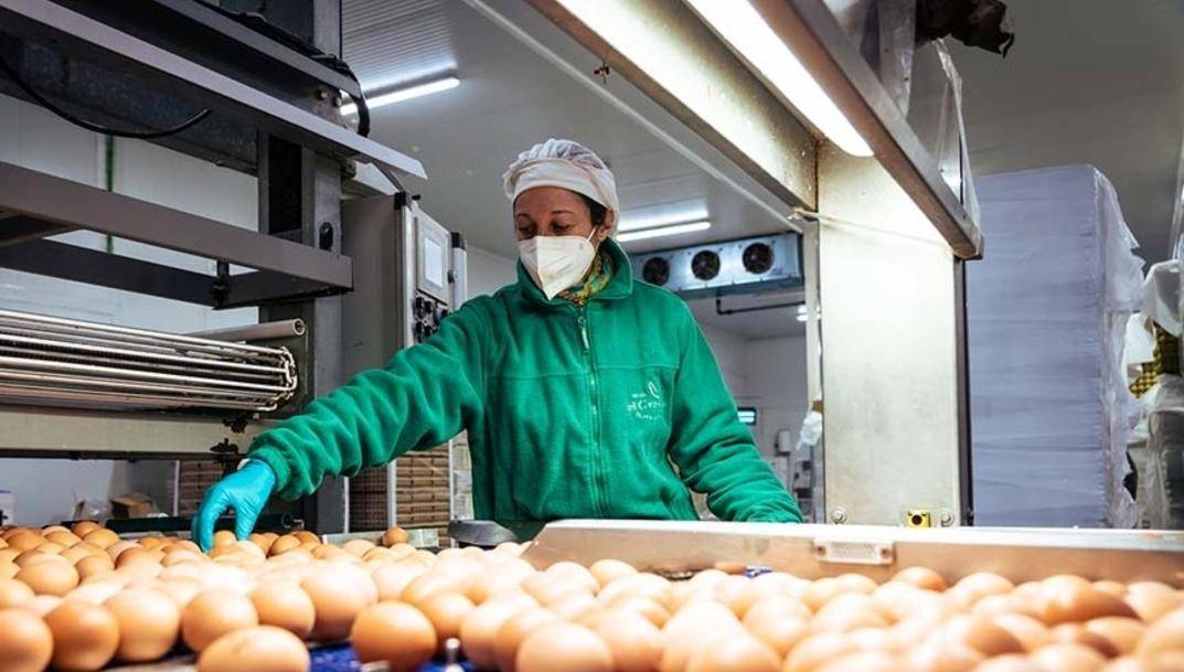 Global Eggs mở rộng sang Mỹ sau thương vụ mua Hillandale Farms trị giá 1,1 tỷ USD