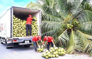 27.349 ha vùng trồng Vĩnh Long đáp ứng chuẩn xuất khẩu