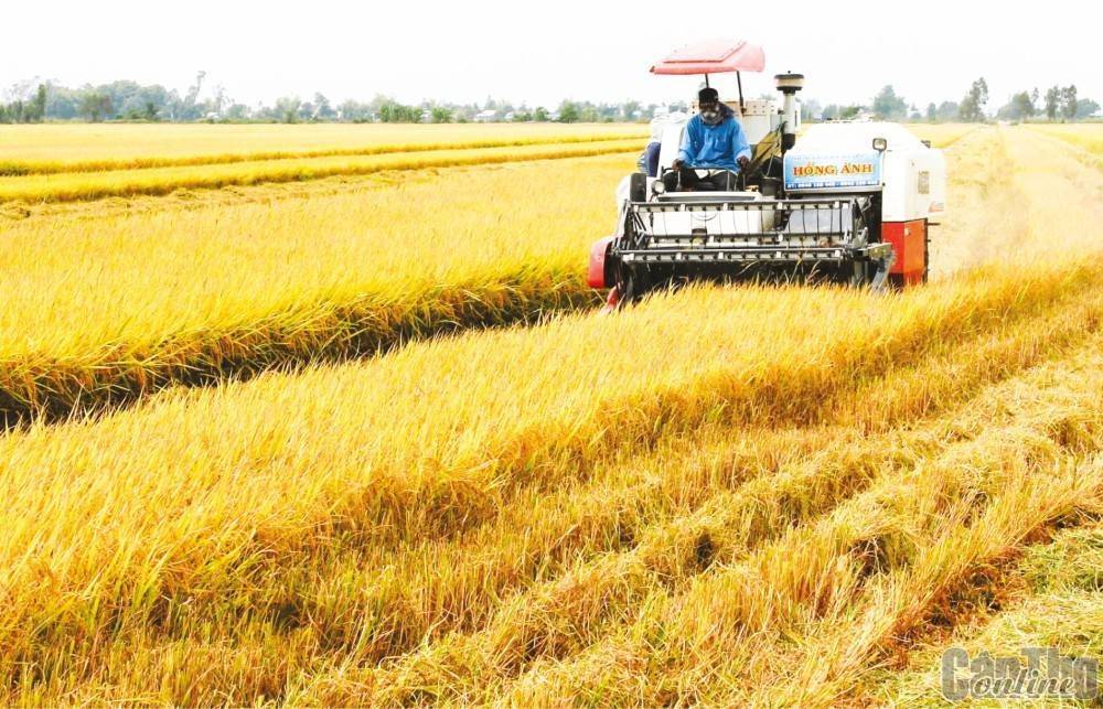 Cần Thơ đưa công nghệ vào chuỗi giá trị lúa gạo, thủy sản