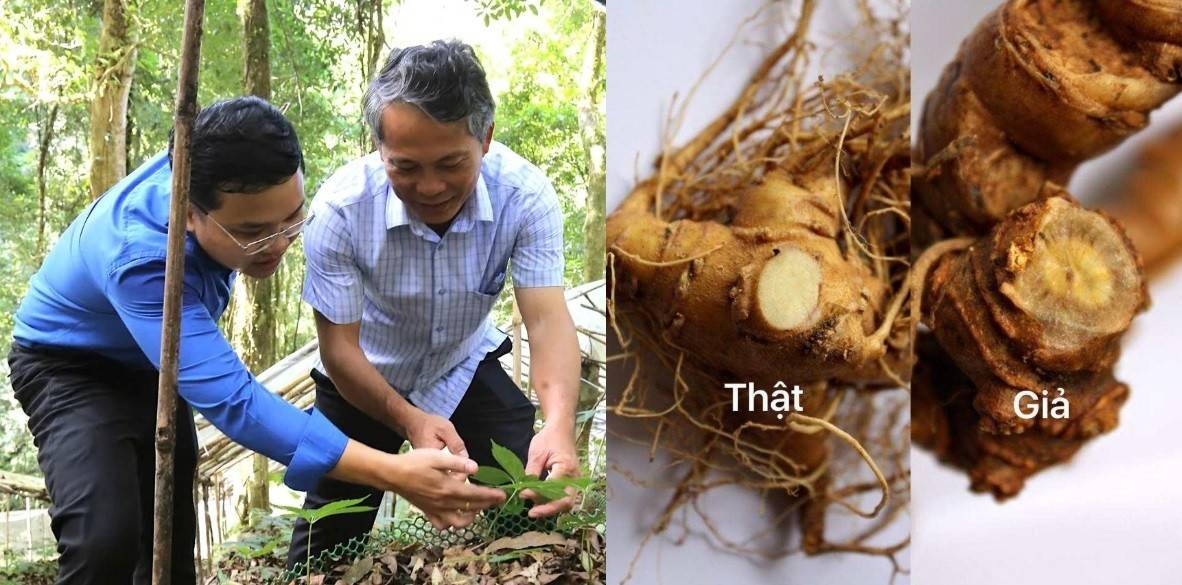 Sâm Ngọc Linh thật và củ tam thất rừng có hình dáng tương tự được trưng bày để người mua so sánh, nhận diện - (Nguồn ảnh: Trang thông tin điện tử huyện Tu Mơ Rông).