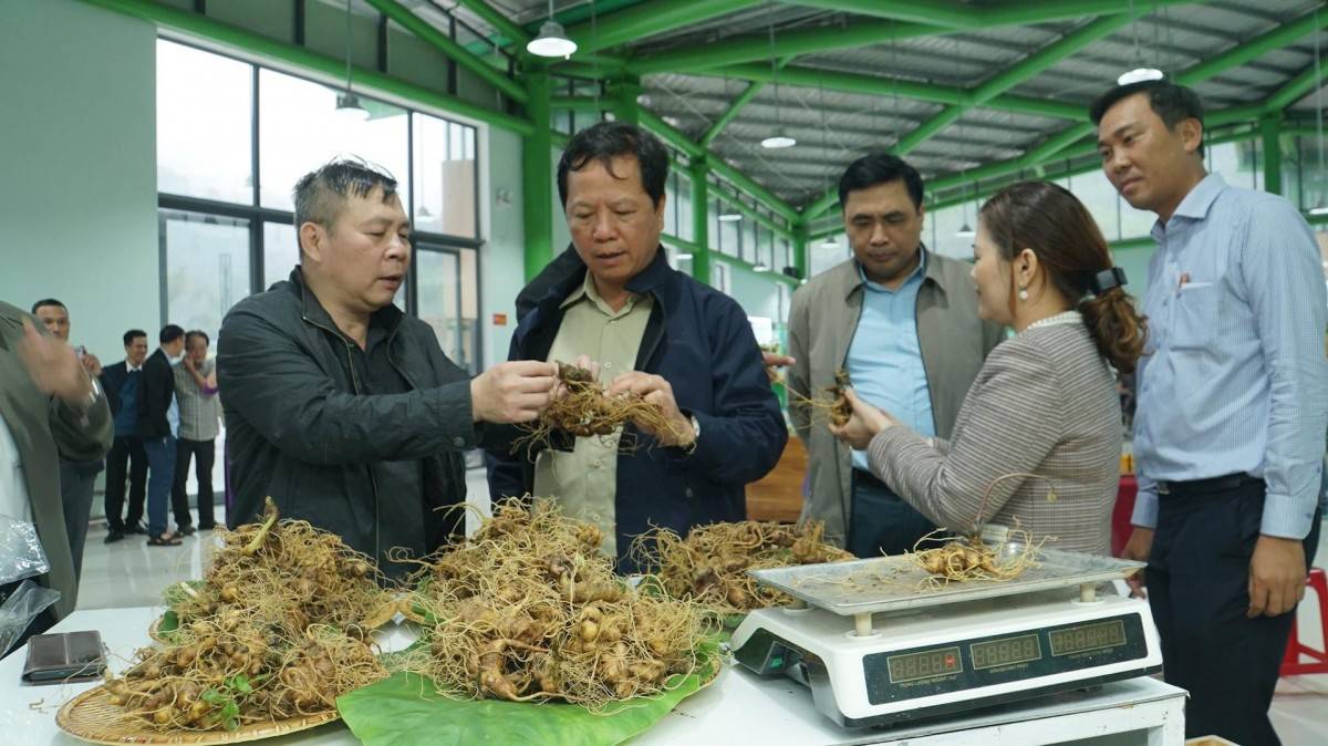 Củ Sâm Ngọc Linh có giá trị cao nhờ những đặc điểm sinh học và thành phần saponin đặc trưng; hình thái bên ngoài không đủ để xác thực nguồn gốc.